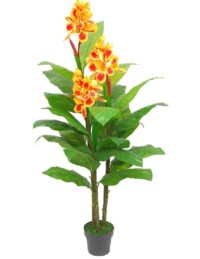 Canna Lily Plant