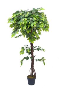 Ficus Benjamina Tree